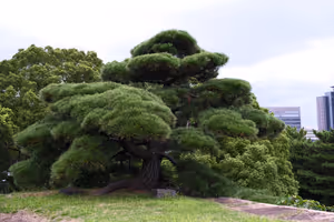 [Undefined encoding]