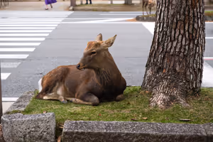 [Undefined encoding]