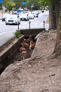 [Undefined encoding]