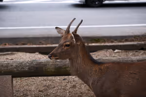 [Undefined encoding]