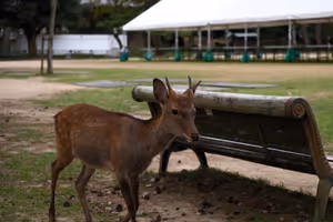 [Undefined encoding]