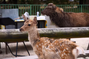 [Undefined encoding]