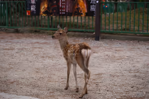 [Undefined encoding]