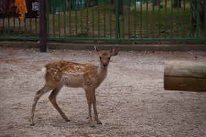 [Undefined encoding]