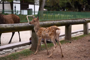 [Undefined encoding]