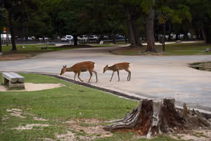 [Undefined encoding]