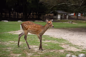 [Undefined encoding]