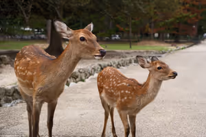 [Undefined encoding]