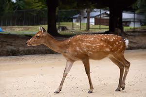 [Undefined encoding]