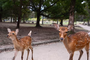 [Undefined encoding]