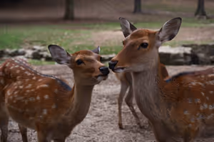 [Undefined encoding]