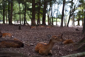 [Undefined encoding]