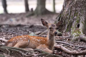 [Undefined encoding]