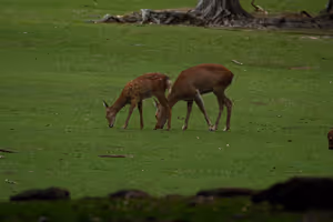 [Undefined encoding]