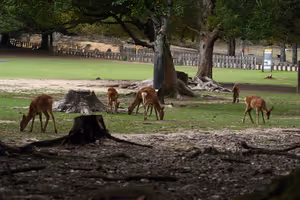 [Undefined encoding]