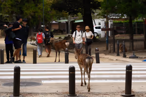 [Undefined encoding]