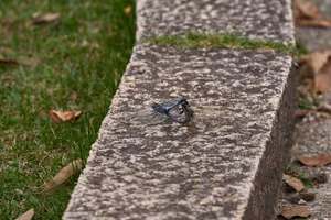 [Undefined encoding]