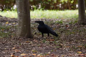 [Undefined encoding]