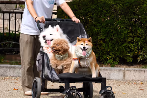 [Undefined encoding]