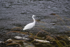 [Undefined encoding]