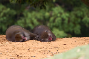 [Undefined encoding]