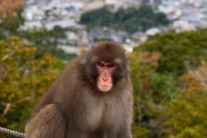 [Undefined encoding]