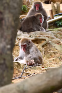 [Undefined encoding]