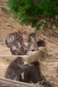 [Undefined encoding]