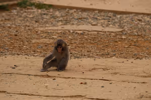 [Undefined encoding]