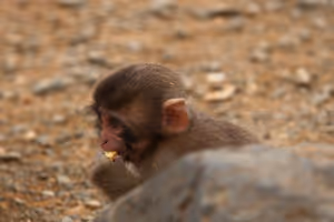 [Undefined encoding]