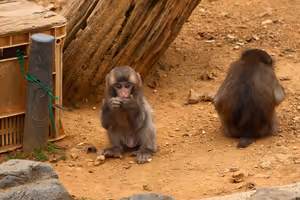 [Undefined encoding]