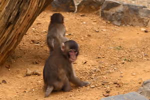 [Undefined encoding]